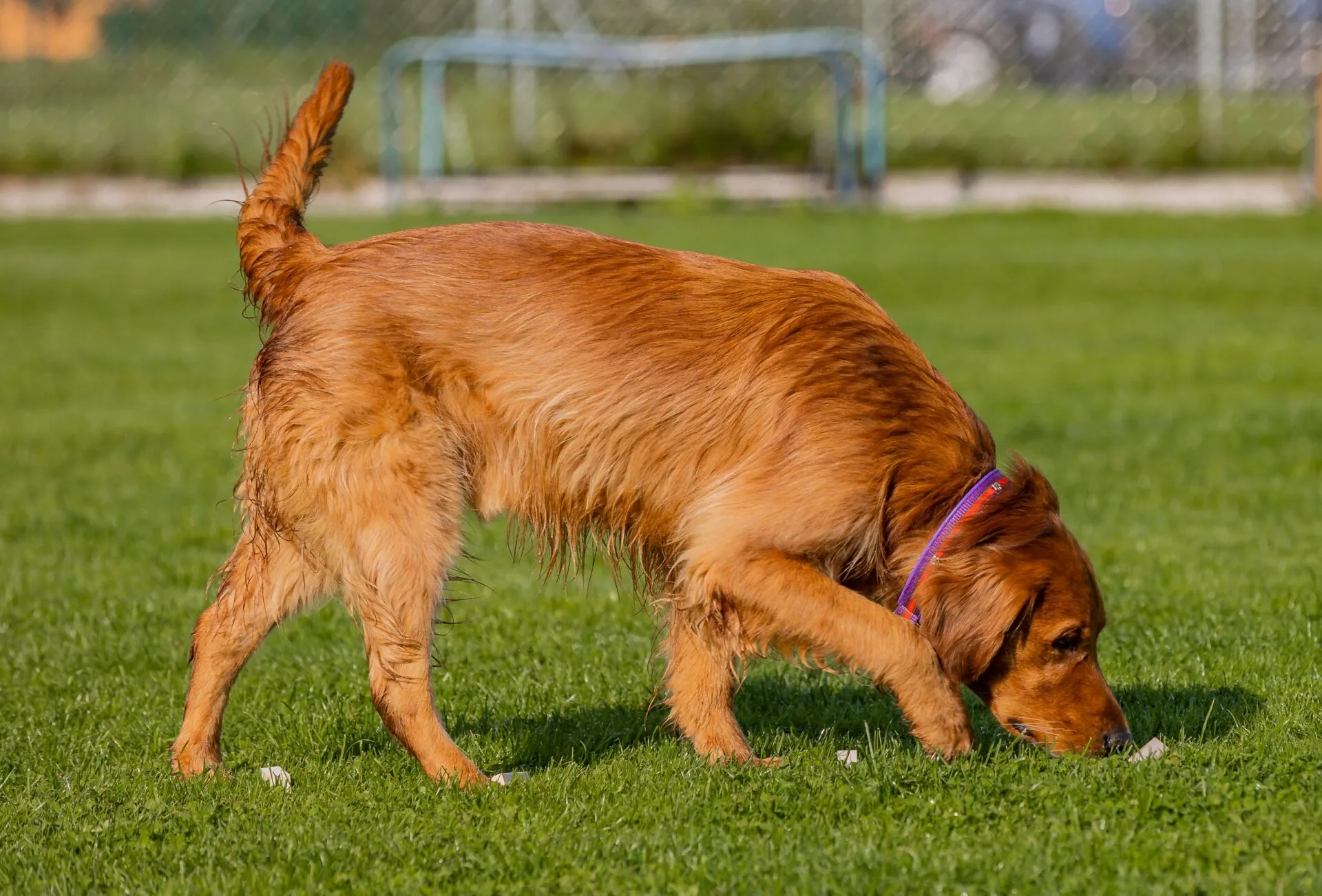6 þefleikir sem hundurinn þinn mun elska