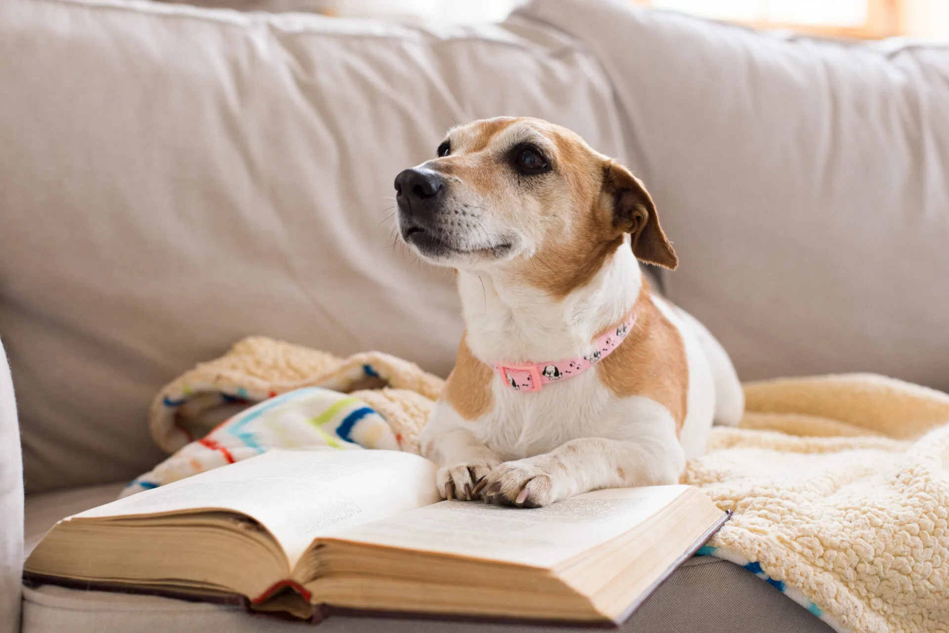 Fetaðu lengra í hundafræðum: Skilgreiningar á mannamáli